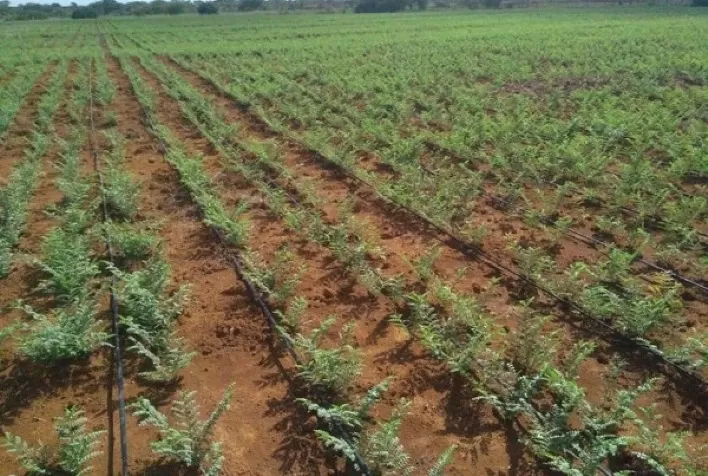 Grão-de-bico: crescimento da área plantada confirma potencial da cultura para atender a demanda por produtos orgânicos