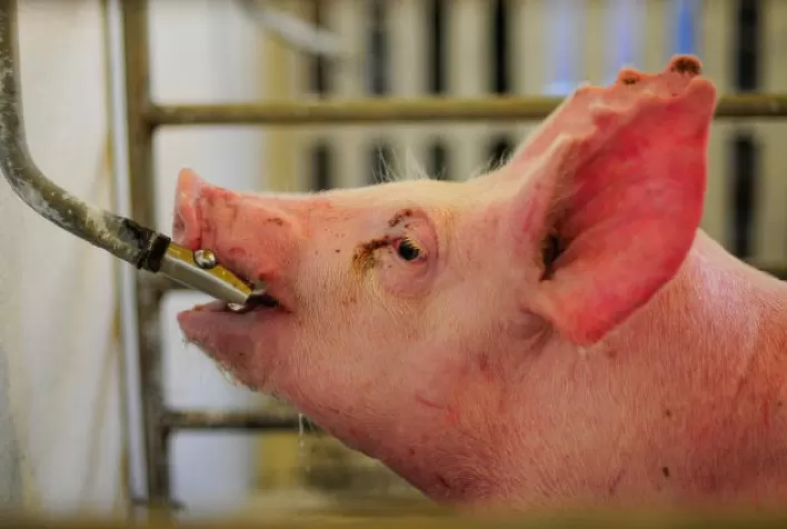Tratamento de enfermidades via água de bebida é mais efetivo e facilita a vida do suinocultor