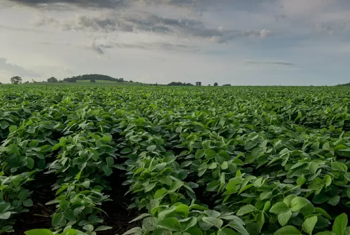 Soja deve ser o grande destaque da safra 2020/2021 em Goiás