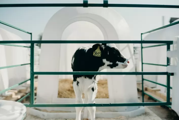 Estresse térmico pode impactar desempenho do agronegócio