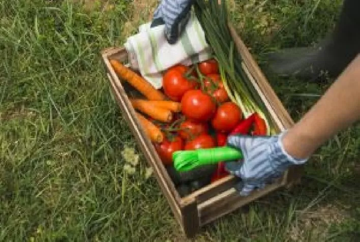Fertilizantes com aminoácidos otimizam o período de produção