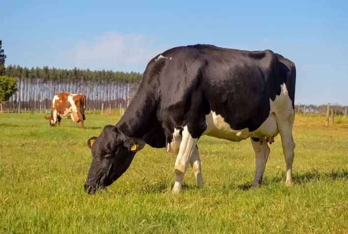 Produtores rurais devem ficar atentos a casos de leptospirose bovina com aumento das chuvas