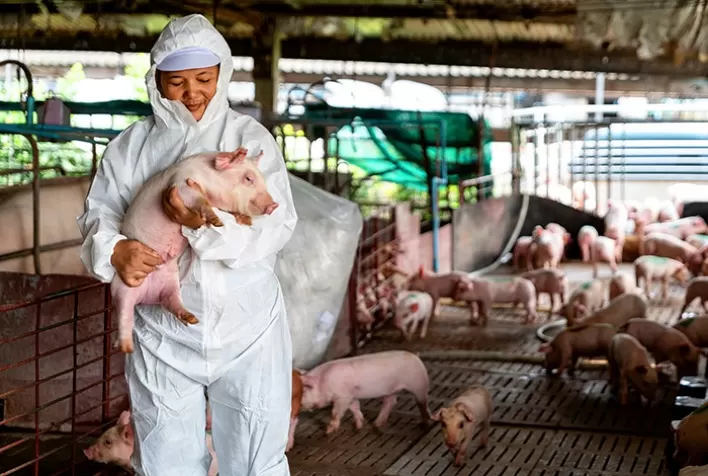 SIF: Emissão de certificados sanitários para produtos de origem animal cresce 18% em 2020