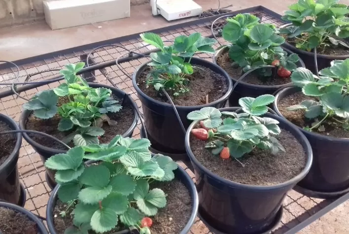 Solução IoT de irrigação, que mede a tensão de água no solo em tempo real, mostra eficiência no cultivo de morangos