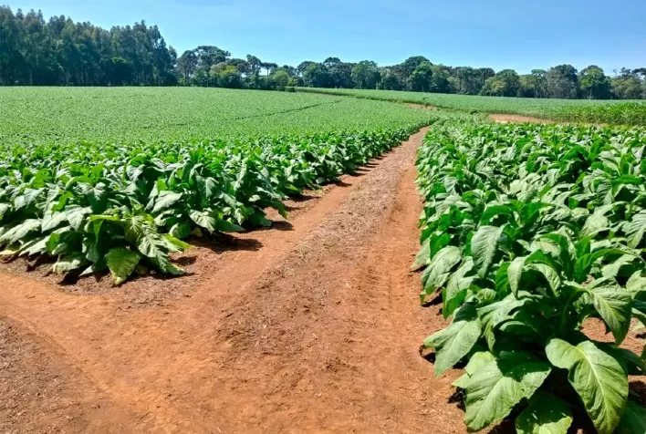 Proposta atribui ao Ministério da Agricultura a classificação do tabaco em folha