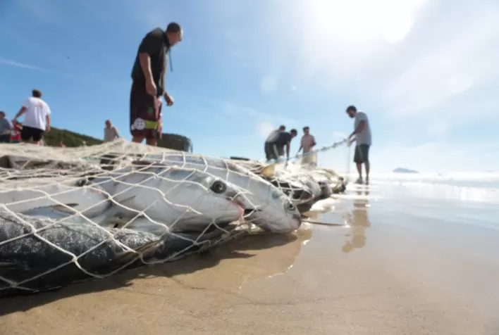Pesca de arrasto é suspensa temporariamente no litoral do Rio Grande do Sul