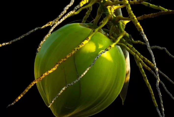 Cultivo do coco vira possibilidade para produtores de Mato Grosso