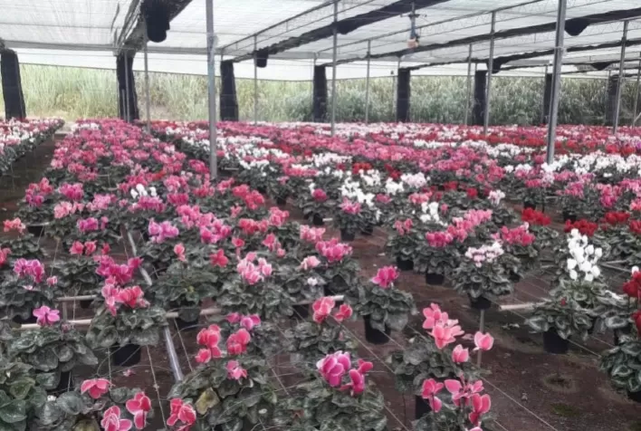 Miniestufas garantem ótimo cultivo de temperos, flores e plantas diversas