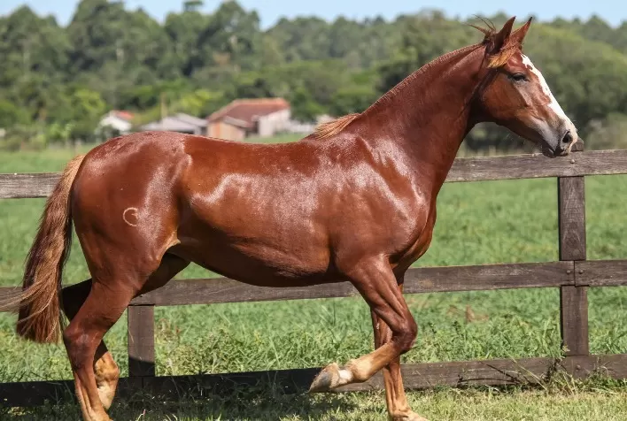 Leilão Maufer Redomão oferta filhos de grandes campeões da raça Crioula