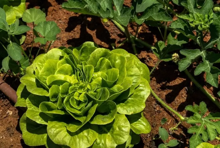 Normas para produção integrada de folhosas entram em vigor em fevereiro