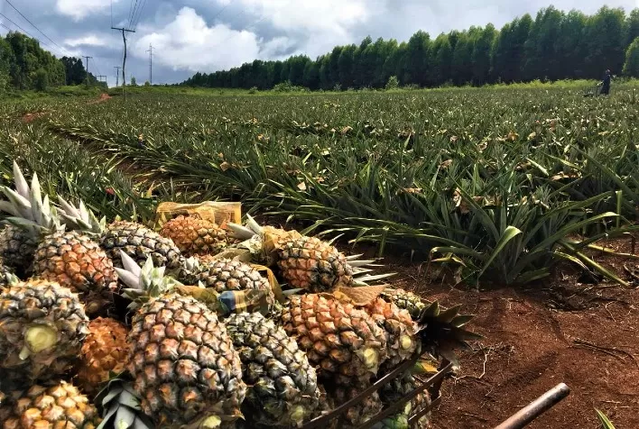 Produtores de Itamarandiba superam crise e comemoram a boa safra de abacaxi