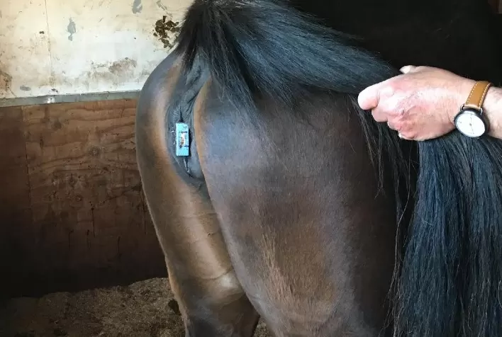 Haras Rosa Mystica implanta chip em éguas, e com isso melhora qualidade do atendimento durante partos