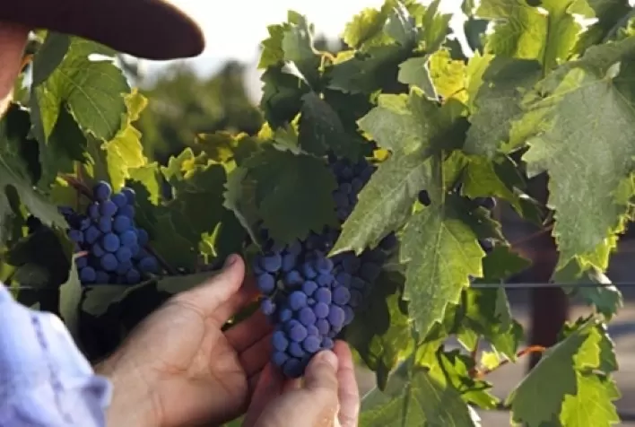 RS: colheita da safra de uvas anima produtor de Vale do Sol