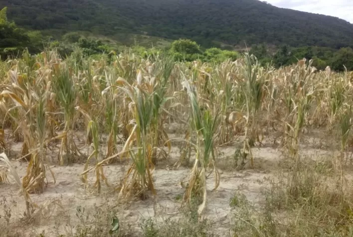 Benefício do Garantia-Safra será pago até 30 de janeiro