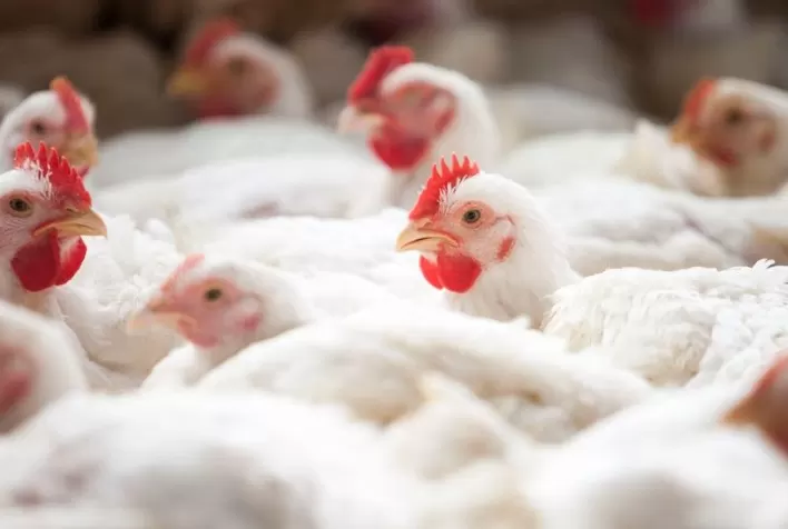 Custo de produção do frango caiu em dezembro, mas aumentou quase 27% em 2020