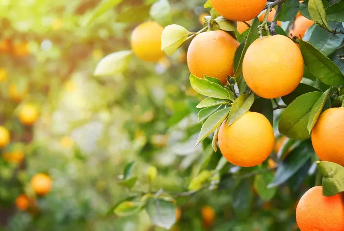 Chuvas não causaram perdas nos pomares de laranja