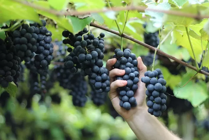 Bituruna, capital paranaense do vinho, busca a Indicação Geográfica (IG)