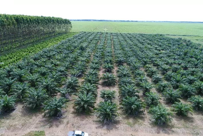Embrapa avalia qualidade do óleo de palma produzido em Mato Grosso