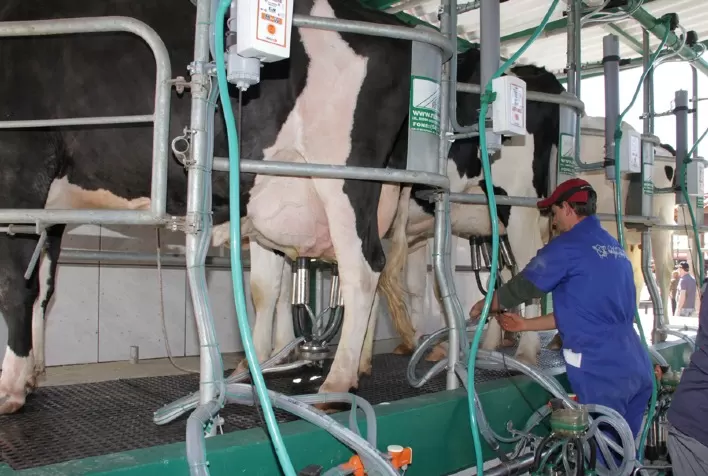Produtores gaúchos de leite ainda sofrem dificuldades por causa da estiagem