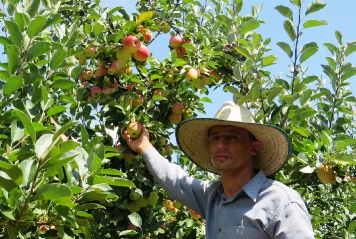 RS: cultivo de frutas gera renda para agricultores de Encruzilhada do Sul