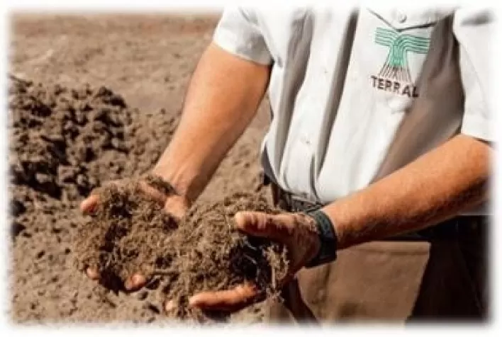 Grupo Terral Agro investe em Projeto SAP para entrar no varejo com cortes especiais de carnes e água de coco