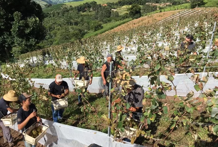 Colheita das uvas Chardonnay é sucesso; começa poda da Syrah e Sauvignon Blanc