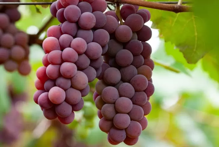 Muito sol e pouca chuva garantem excelente doçura das uvas