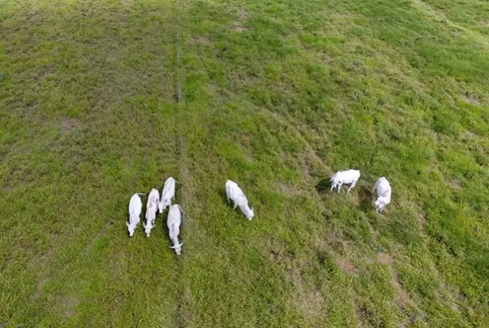 Embrapa: Cientistas usam drones com câmeras inclinadas para monitorar gado no pasto