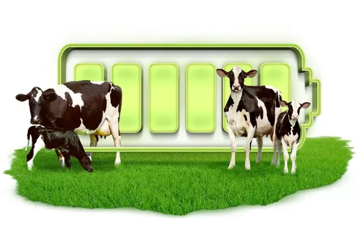 DRENCH UP, o novo suplemento nutricional da Auster para pós-parto seguro das vacas leiteiras
