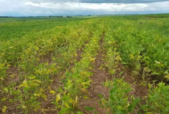 Fairfax orienta sobre regras para sinistro agrícola