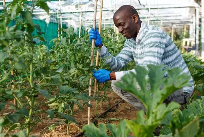 Países do Caribe trabalharão juntamente com o IICA para desenvolver uma agricultura resiliente ao clima e de baixas emissões