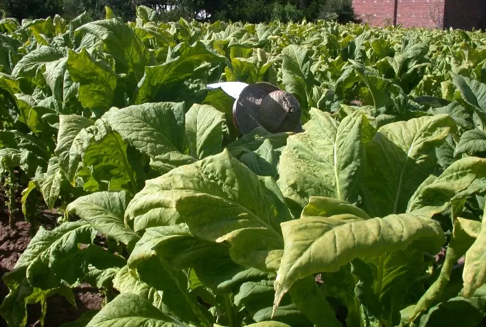 TABACO: Entidades e empresas discordam sobre preço pago ao produtor