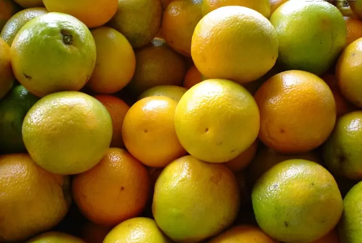 Citros: menor oferta sustenta preço em janeiro