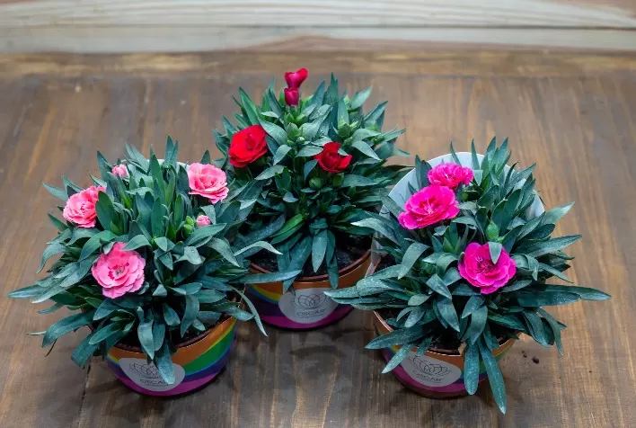 Setor de flores em vasos cresceu em 2020