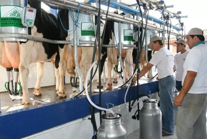 Cai produção de leite em Mato Grosso; Médio Norte tem maior retração