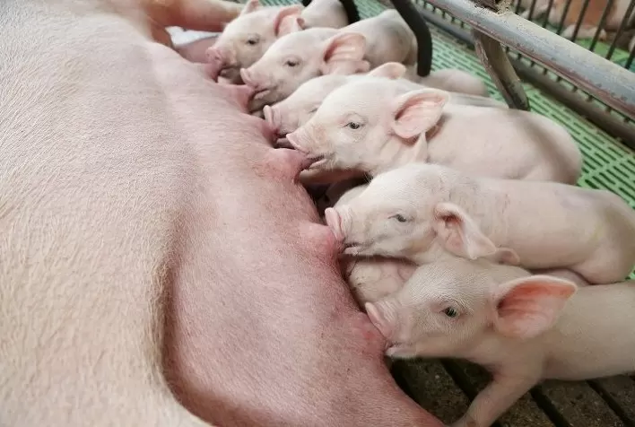 Protocolo vacinal de matrizes - para proteger fêmeas e leitões