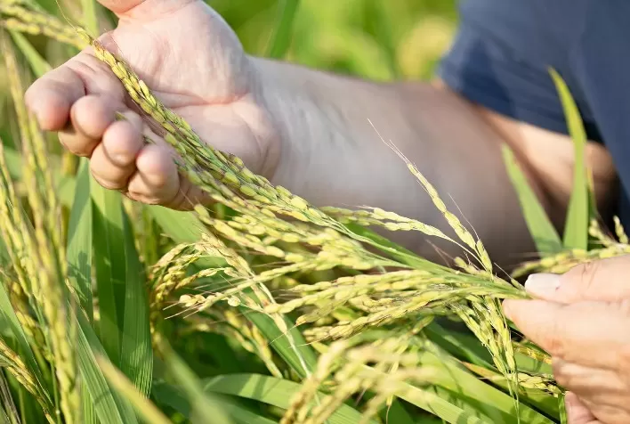 Netafim participa 31ª Abertura Oficial da Colheita do Arroz e Grãos