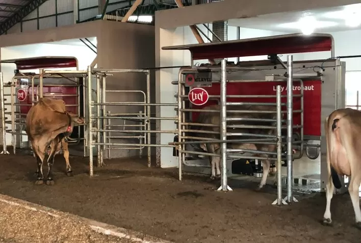 Com tecnologia de ordenha robotizada, fazenda no Paraná apresenta resultados expressivos em menos de um ano