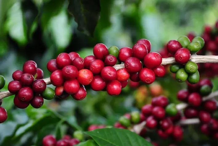 Cafeicultura brasileira tem menor área em produção das últimas duas décadas