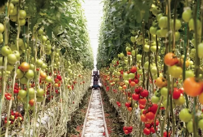 Tomate: o alimento versátil, rico em vitaminas e que pode prevenir doenças
