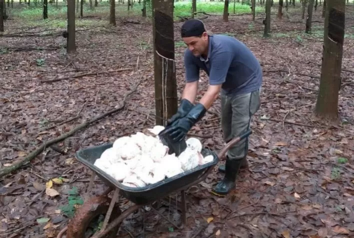 Preço da borracha natural importada tem alta de 3,37% em janeiro