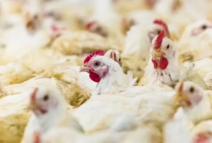 Milho: para o frango vivo, uma das piores relações de preço de todos os tempos