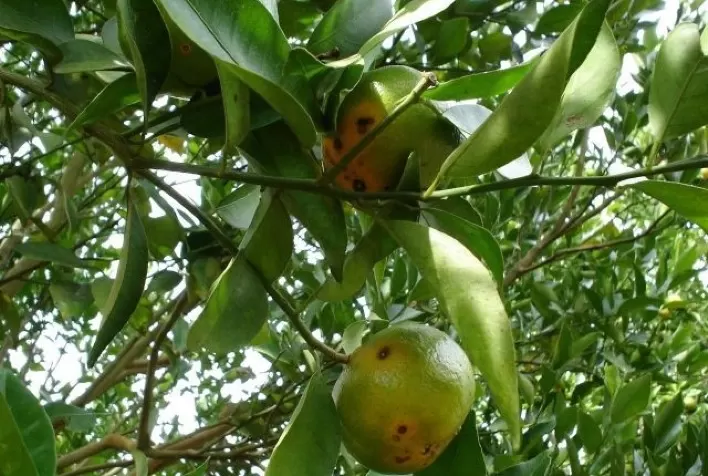 Principais fungicidas usados no controle de doença em tangerinas perdem eficácia em todo o Estado de São Paulo