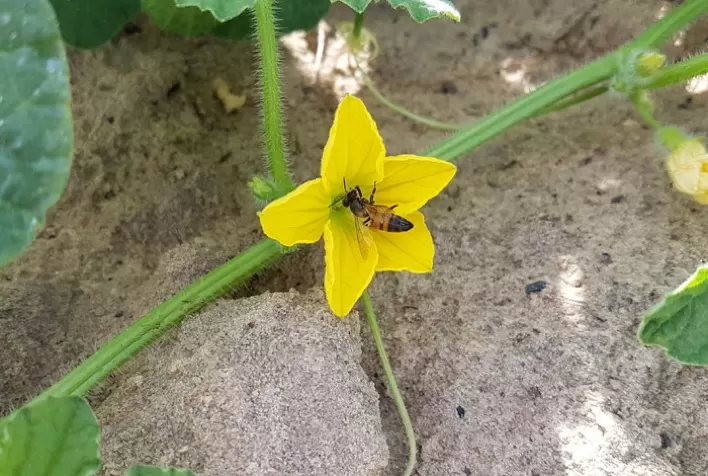 Fruticultura e apicultura: Itaueira Agropecuária investe no domínio do manejo apícola, eleva a produtividade de pomares e entra no mercado de mel