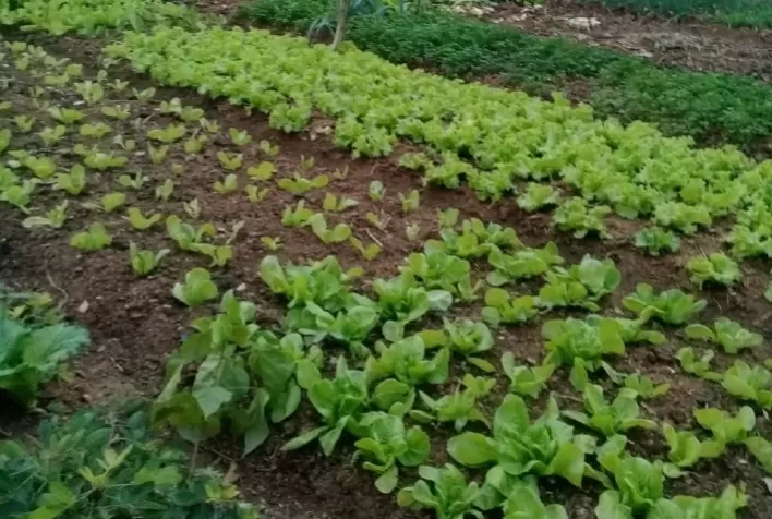Normas para produção integrada de folhosas entram em vigor