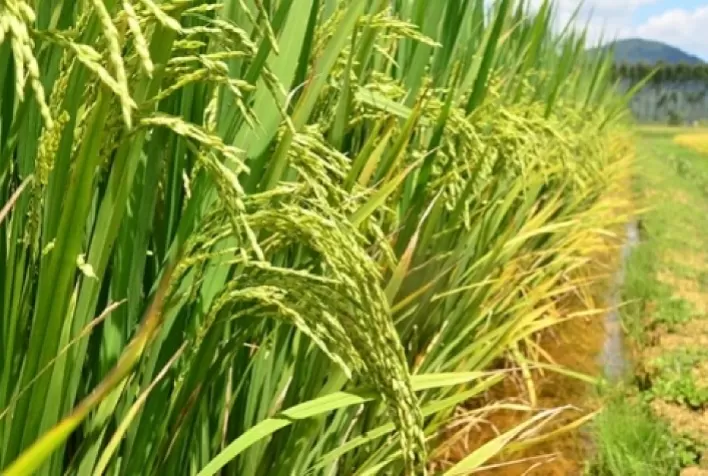 Produtores de arroz gaúchos miram exportações em 2021