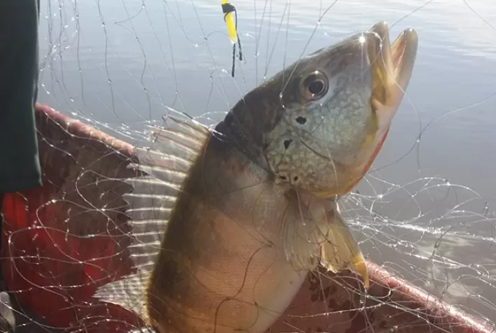 Fitilho como isca artificial permite aumento de mais de 50% de produtividade na pesca artesanal