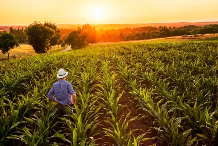 Proteção do milho safrinha contra percevejos no início de seu desenvolvimento é essencial para a produtividade