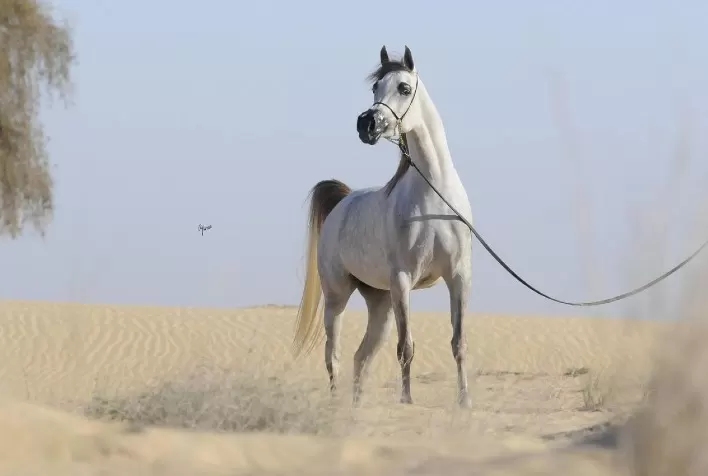 Criação brasileira do cavalo Árabe é destaque nas maiores exposições do mundo