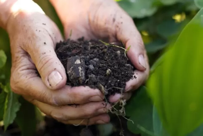 Adubo é um caminho seguro para aumentar a produção